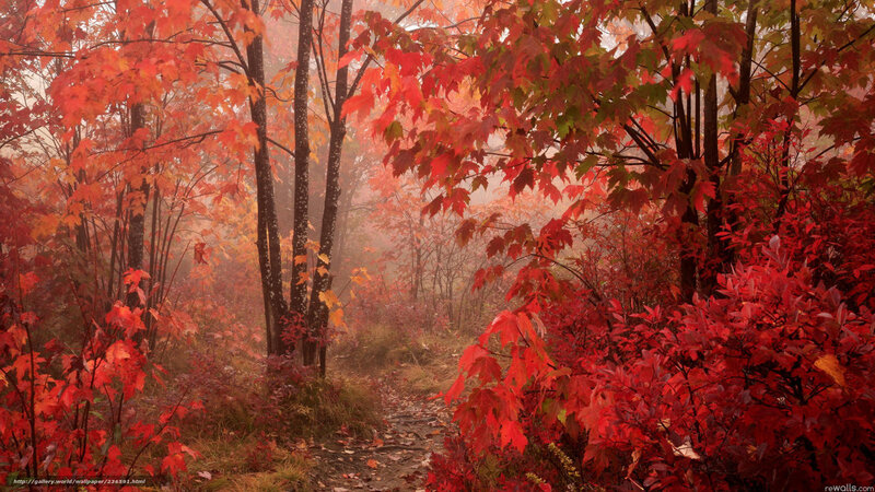 Red-leafed Forest Path — Red, Serene, Autumn, Photograph, Trees, Fog, Bushes