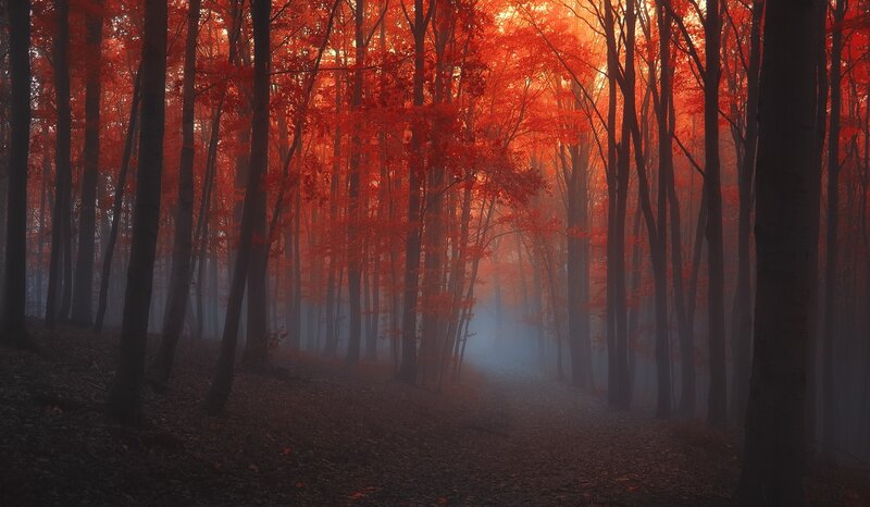 Red-leafed Forest Path — Red, Serene, Autumn, Photograph, Trees, Fog