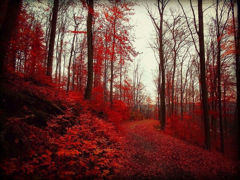 Red-leafed Forest Path — Red, Serene, Autumn, Photograph, Trees, Leaves