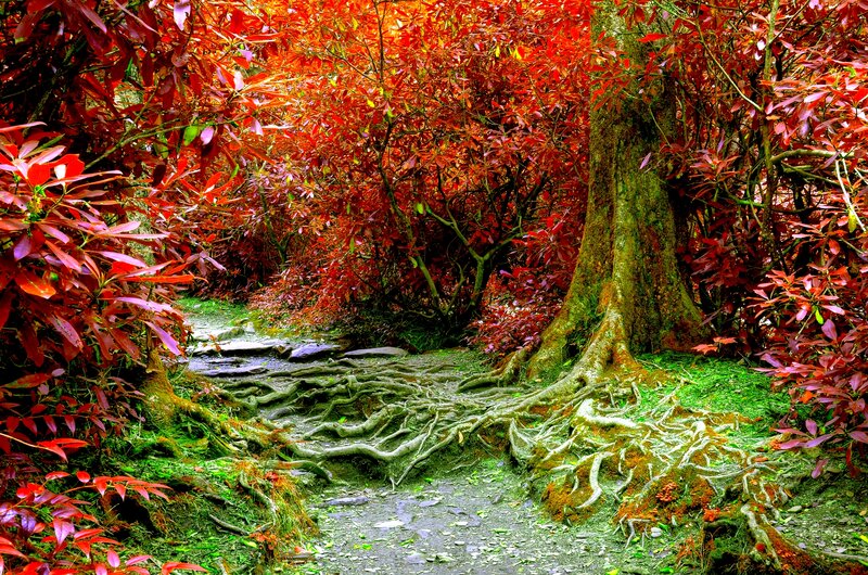 Red-leafed Forest Path — Red, Serene, Autumn, Photograph, Trees, Roots