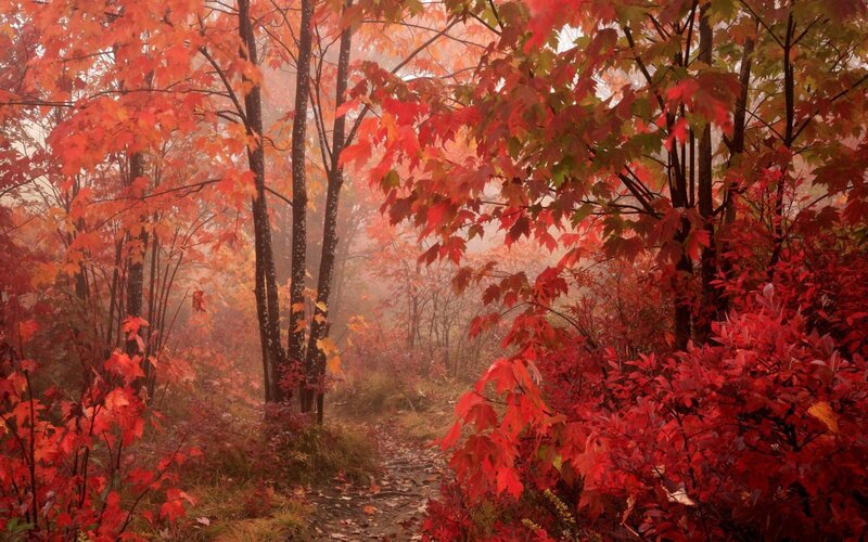 Red-leafed Forest Path — Red, Serene, Autumn, Photograph, Trees