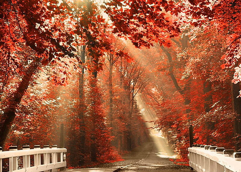 Red-leafed Forest Path — Red