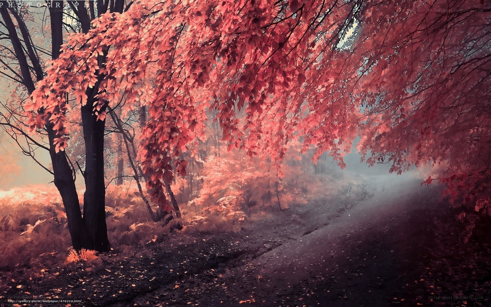 Red-leafed forest path