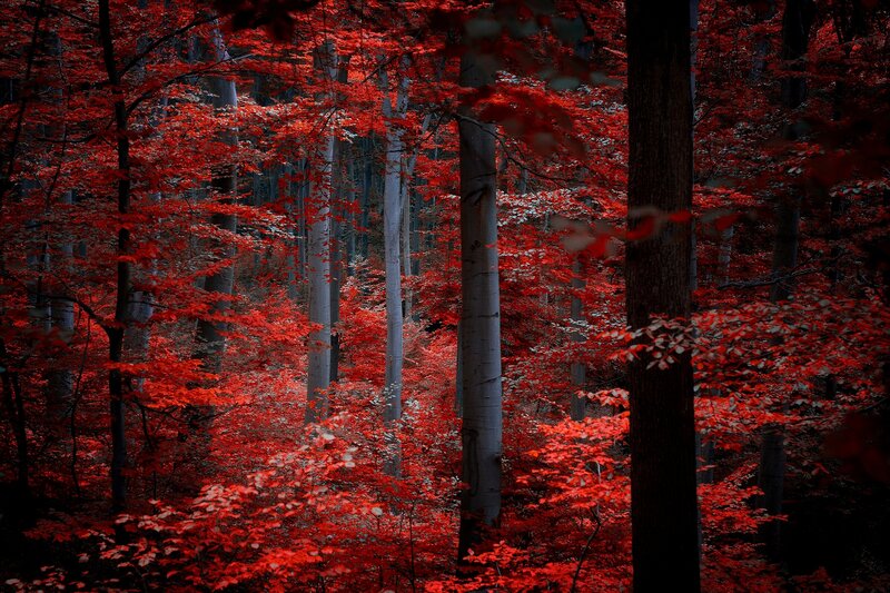 Red-leafed Forest — Red, Dramatic, Autumn, Photograph