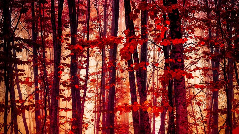 Red-leafed Forest — Red, Dramatic, Autumn, Photograph, Trees, Leaves, Fog