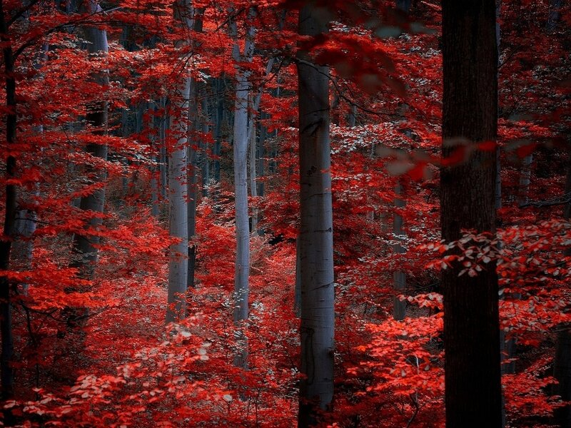Red-leafed Forest — Red, Dramatic, Autumn, Photograph, Trees, Leaves