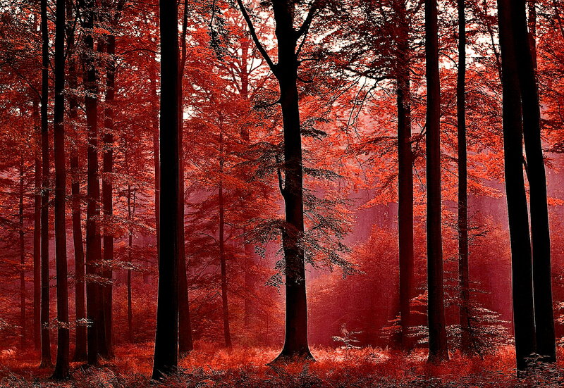 Red-leafed Forest — Red, Dramatic, Autumn, Photograph, Trees
