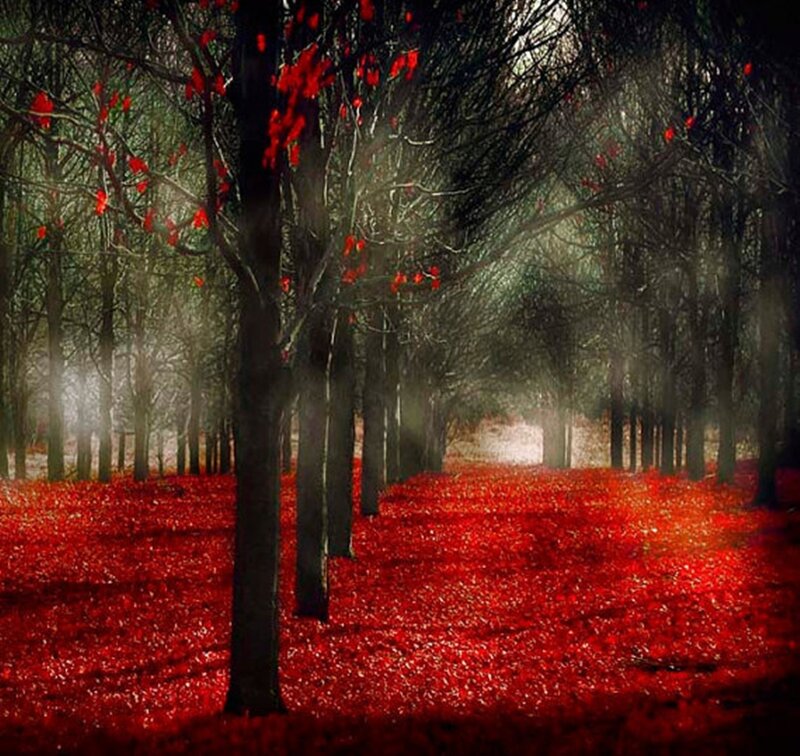 Red-leafed Forest — Red, Dramatic, Autumn