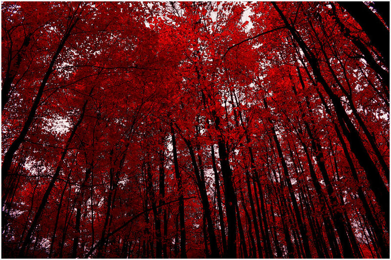 Red-leafed Forest — Red, Dramatic