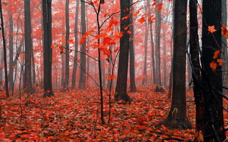 Red-leafed Forest — Red, Misty, Autumn, Photograph