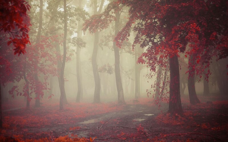 Red-leafed Forest — Red, Misty, Autumn, Photograph, Trees, Fog, Path
