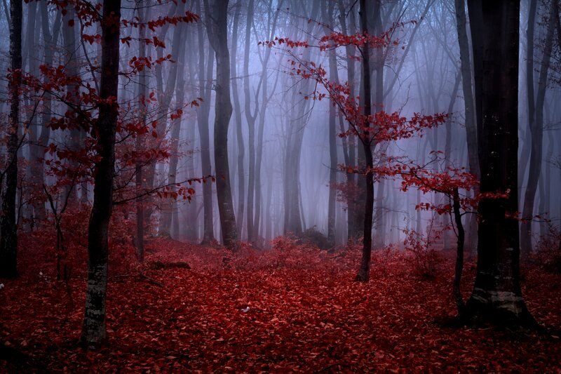 Red-leafed Forest — Red, Misty, Autumn, Photograph, Trees