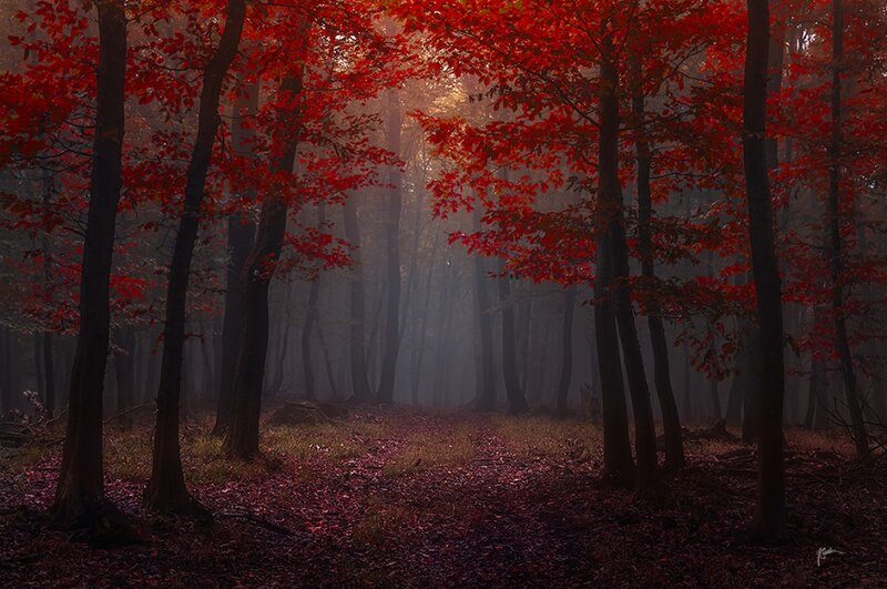 Red-leafed Forest — Red, Misty, Autumn