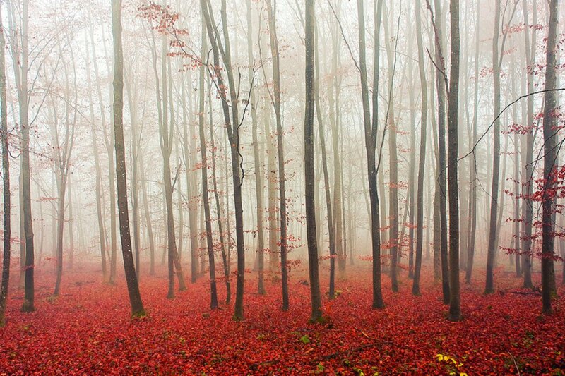 Red-leafed Forest — Red, Misty