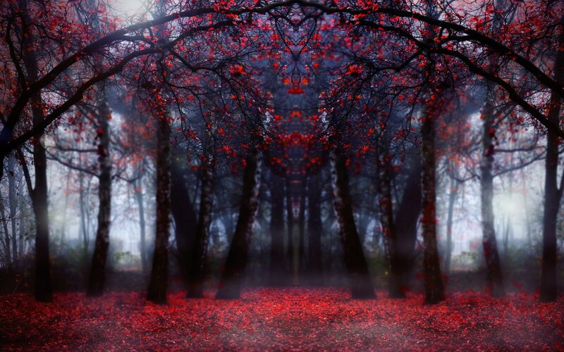 Red-leafed Forest — Red, Mysterious, Autumn, Digital Art, Trees, Fog