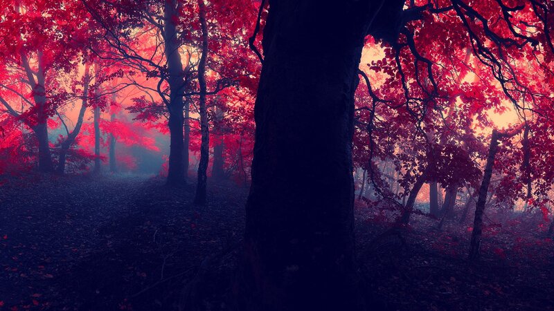 Red-leafed Forest — Red, Mysterious, Autumn, Digital Art, Trees