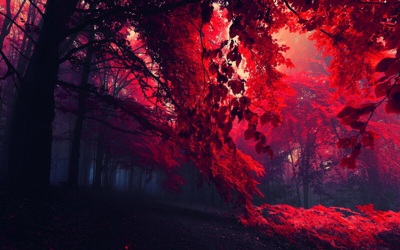 Red-leafed Forest — Red, Mysterious, Autumn, Photograph