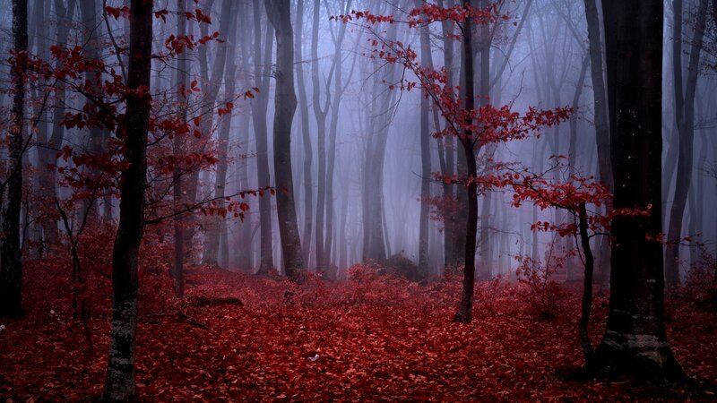 Red-leafed Forest — Red, Mysterious, Autumn, Photograph, Trees, Fog, Leaves