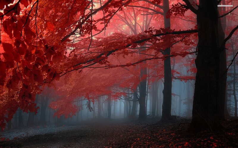 Red-leafed Forest — Red, Mysterious, Autumn, Photograph, Trees, Fog, Path