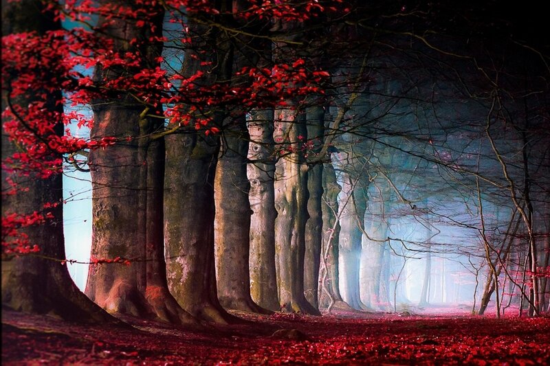 Red-leafed Forest — Red, Mysterious, Autumn, Photograph, Trees, Leaves, Fog