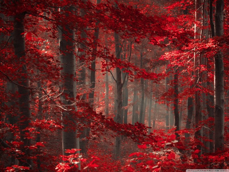 Red-leafed Forest — Red, Mysterious, Autumn, Photograph, Trees, Leaves