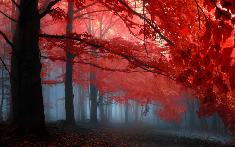 Red-leafed Forest — Red, Mysterious, Autumn, Photograph, Trees