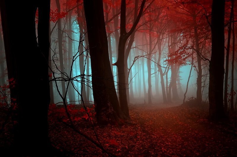 Red-leafed Forest — Red, Mysterious