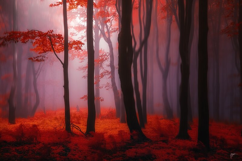 Red-leafed Forest — Red, Mystical, Autumn, Digital Art