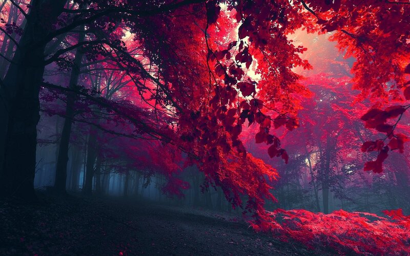 Red-leafed Forest — Red, Mystical, Autumn, Digital Art, Trees