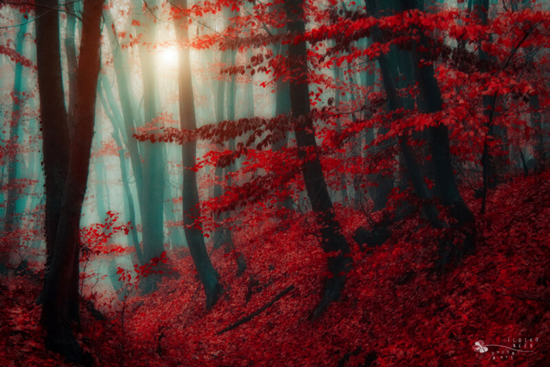 Red-leafed Forest — Red, Mystical, Autumn, Photograph