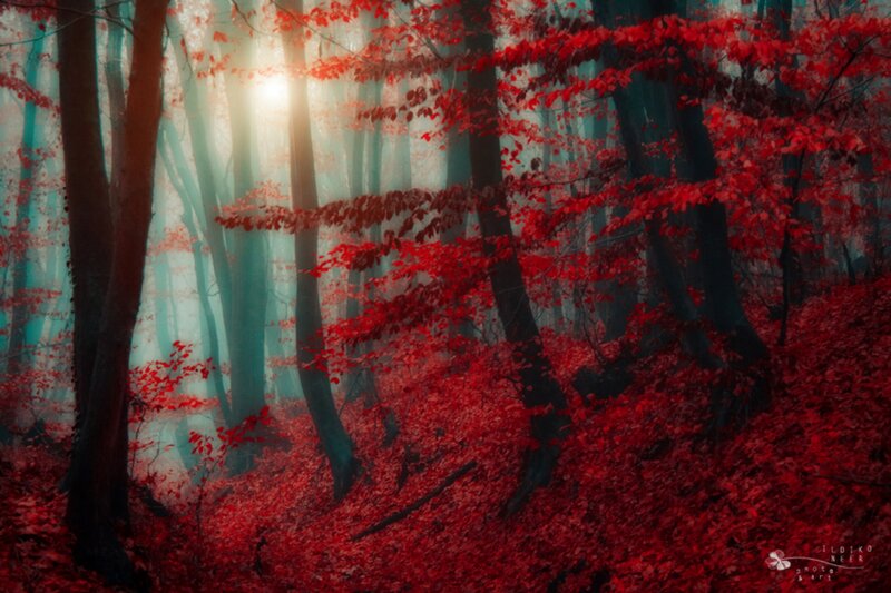 Red-leafed Forest — Red, Mystical, Autumn, Photograph, Trees
