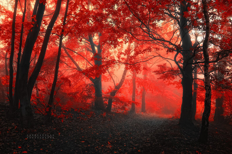 Red-leafed Forest — Red, Mystical, Autumn
