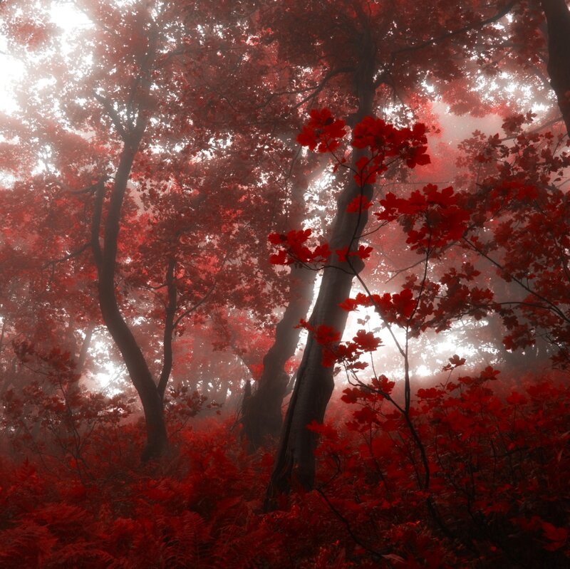 Red-leafed Forest — Red, Mystical
