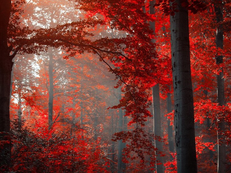 Red-leafed Forest — Red, Serene, Autumn, Photograph
