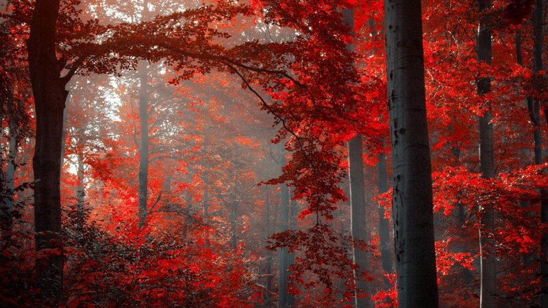 Red-leafed Forest — Red, Serene, Autumn, Photograph, Trees, Fog, Sunlight