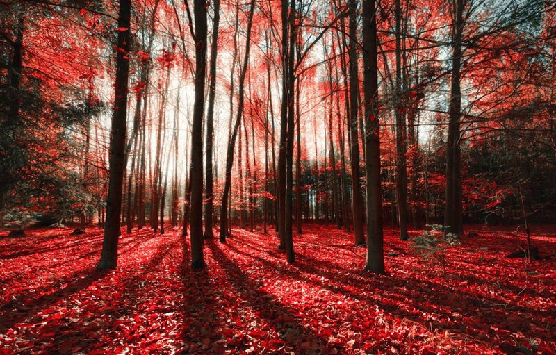 Red-leafed Forest — Red, Serene, Autumn, Photograph, Trees, Leaves
