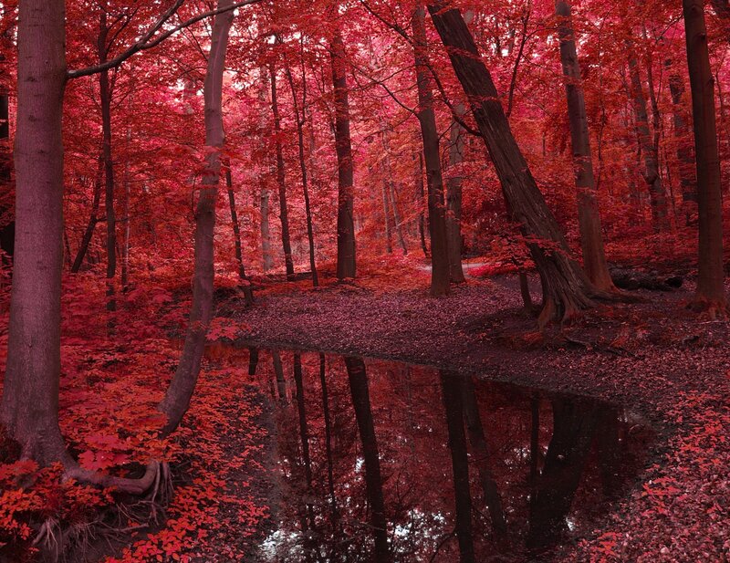 Red-leafed Forest — Red, Serene, Autumn, Photograph, Trees, Puddle