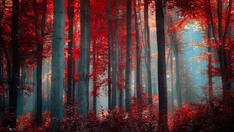 Red-leafed Forest — Red, Serene, Autumn, Photograph, Trees, Sunlight, Fog