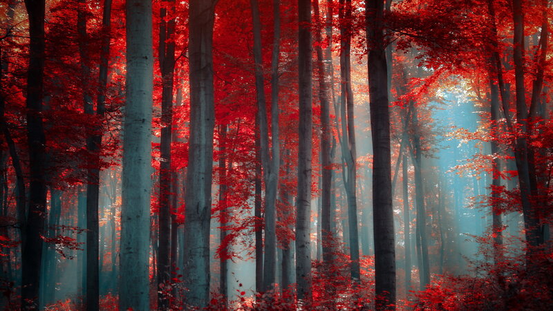 Red-leafed Forest — Red, Serene, Autumn, Photograph, Trees, Sunlight, Mist
