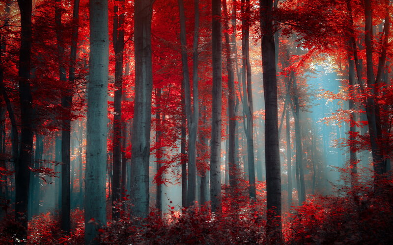Red-leafed Forest — Red, Serene, Autumn, Photograph, Trees, Sunlight