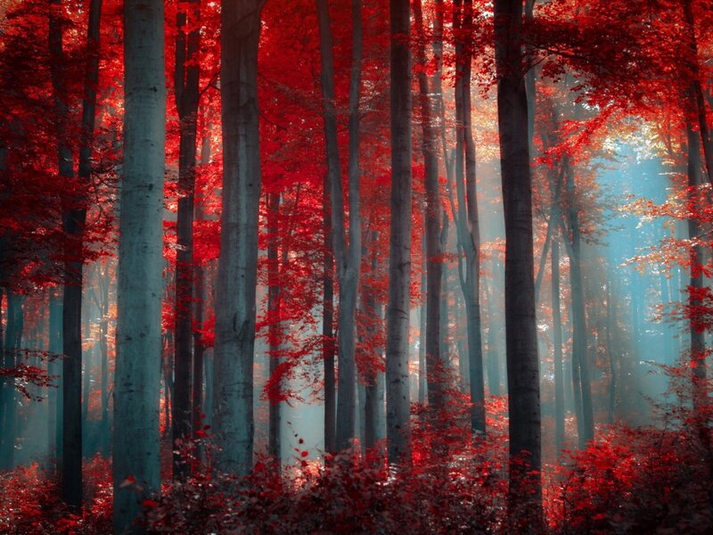 Red-leafed Forest — Red, Serene, Autumn