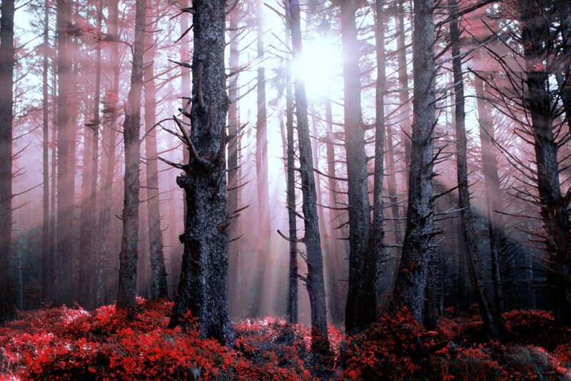 Red-leafed Forest — Red, Serene, Morning
