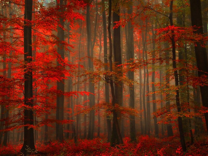 Red-leafed Forest — Red