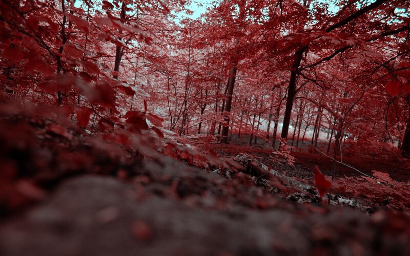 Red-leafed forest scene