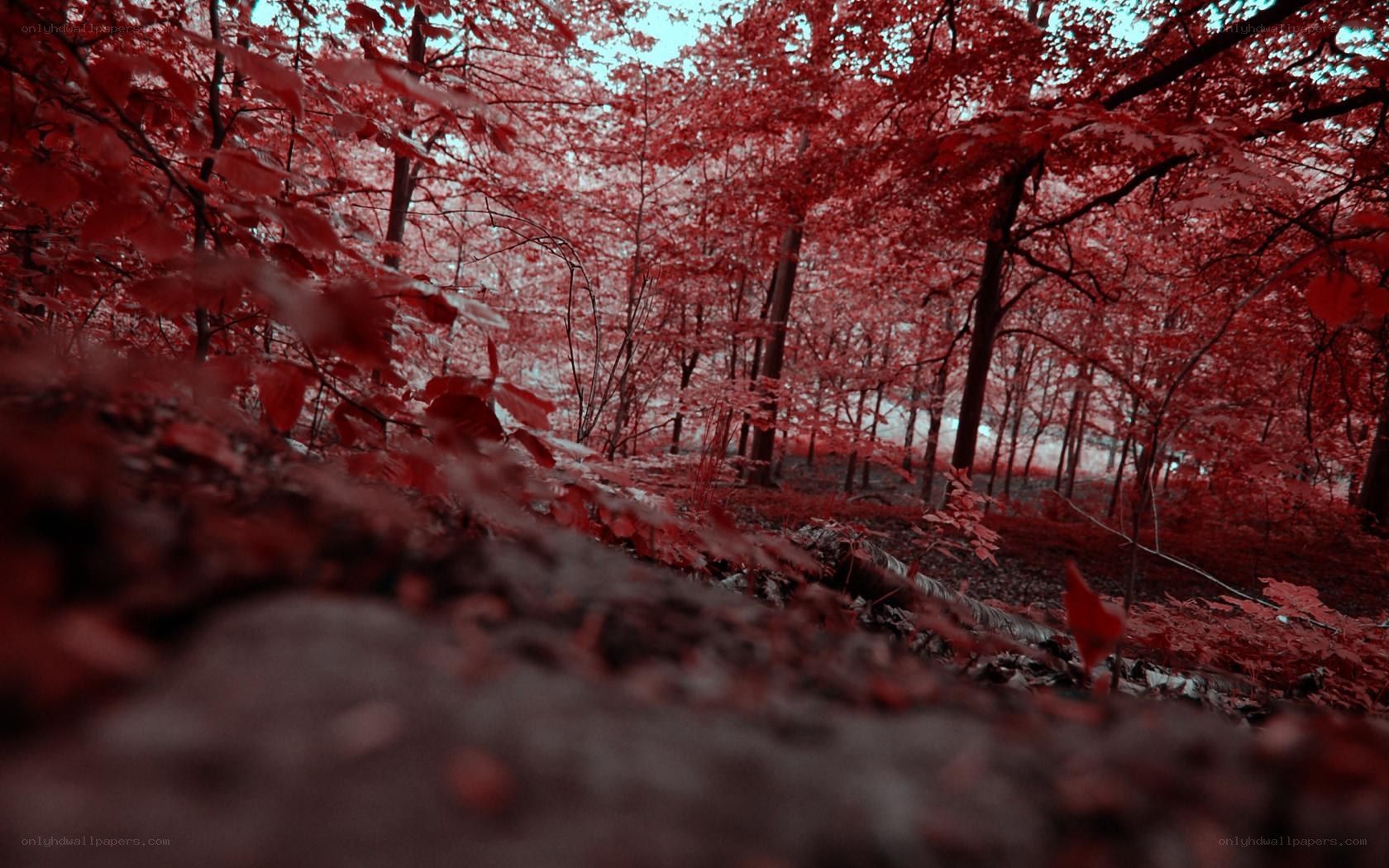 Red-leafed forest scene
