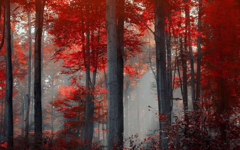 Red-leafed Forest — Serene