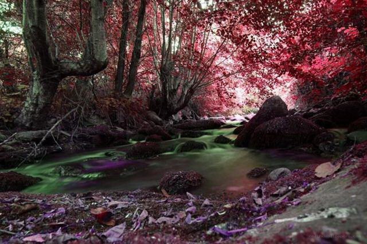Red-leafed forest stream