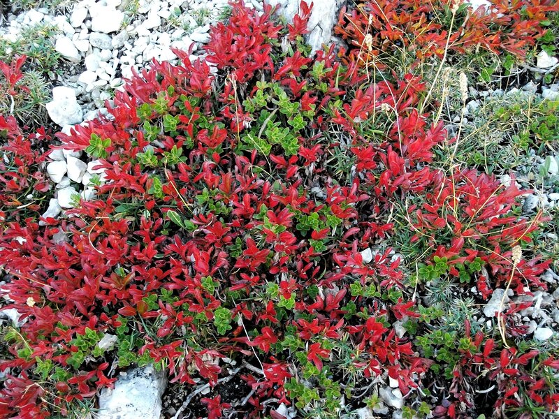 Red-leafed Ground Cover