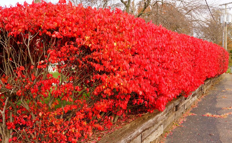 Red-leafed Hedge