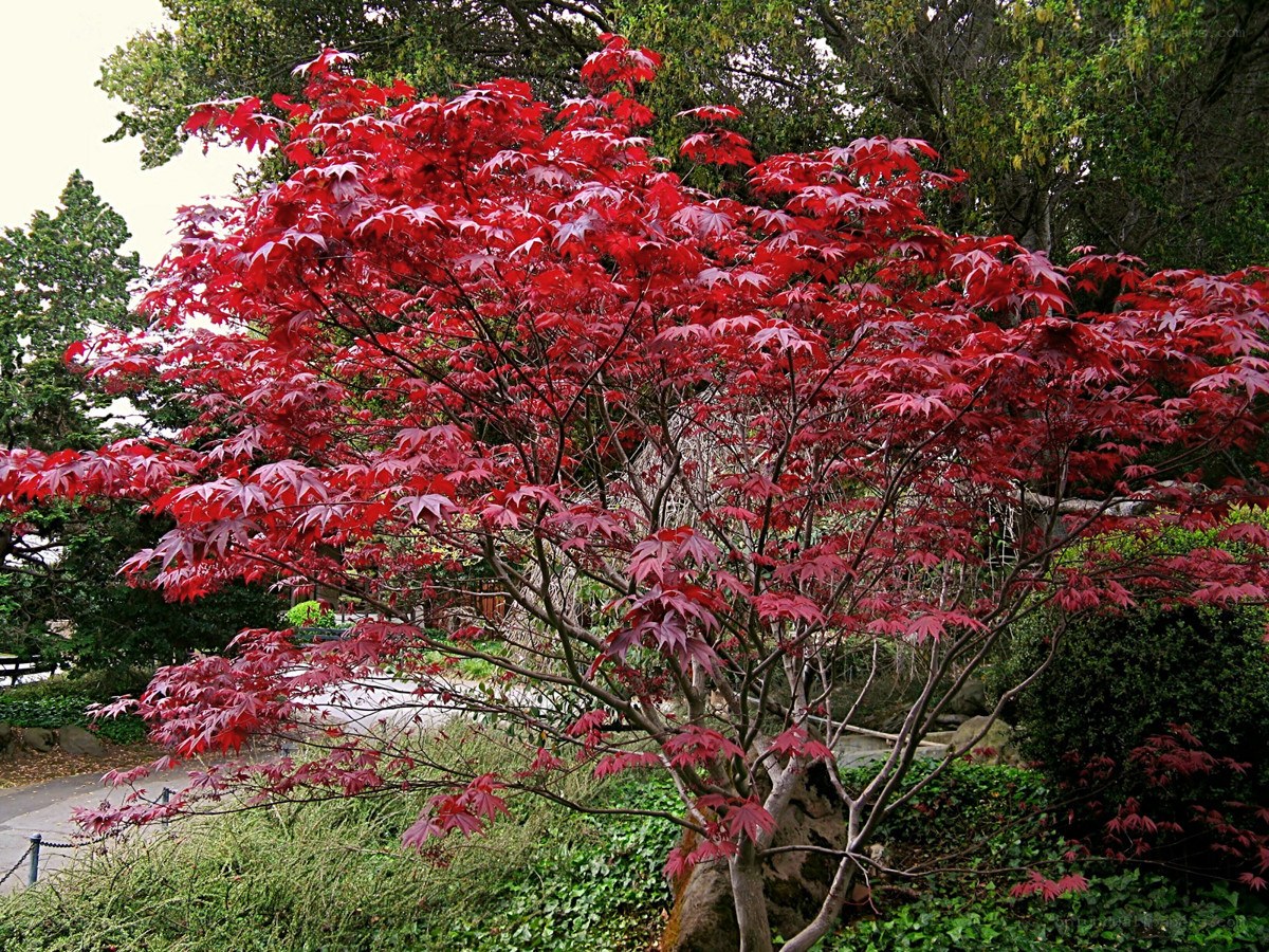 Red-leafed maple tree in garden